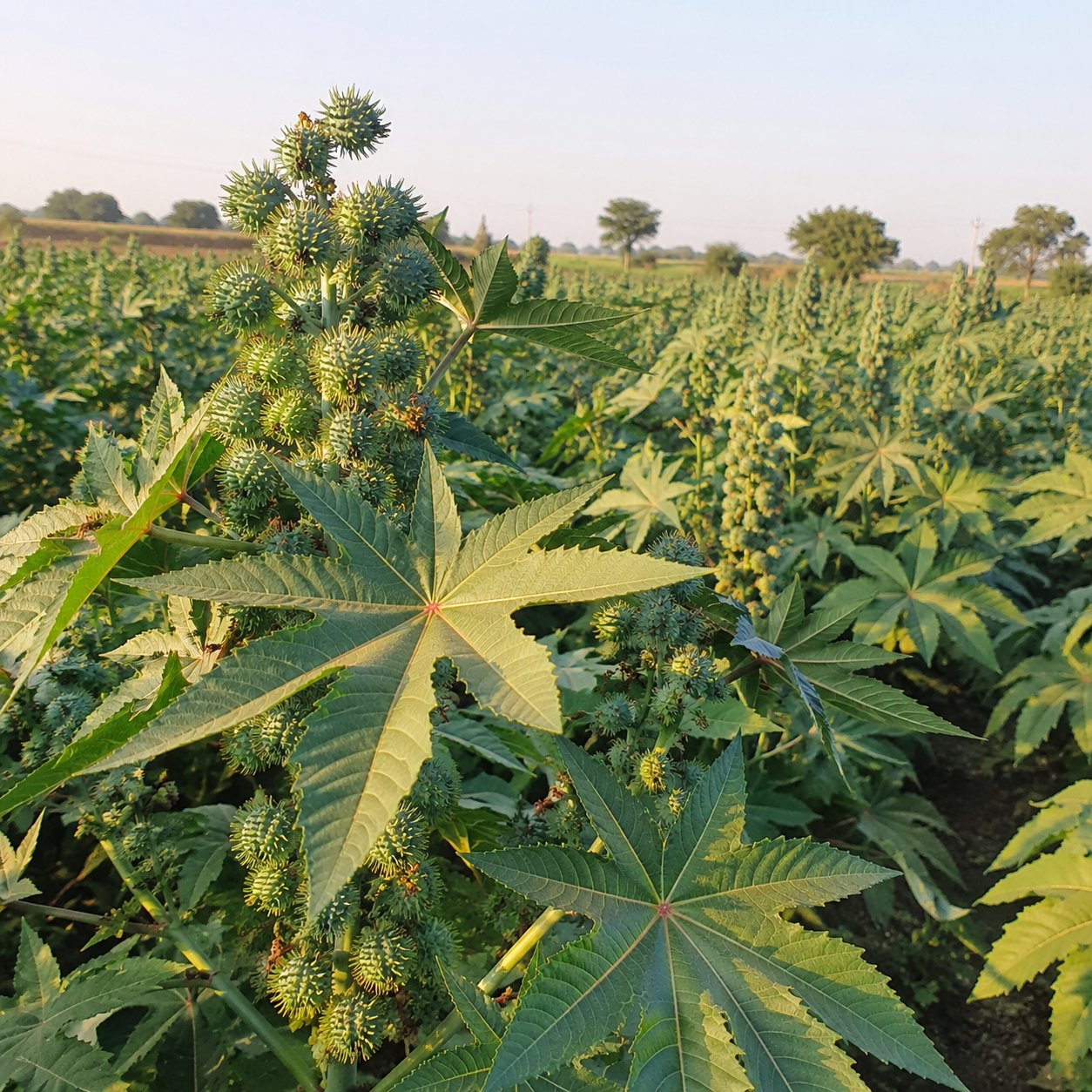 Castor plants growing in Banaskantha, Gujarat — India's castor belt