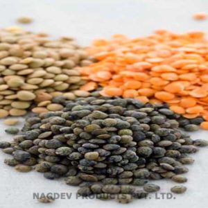 Lentil